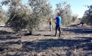 Los olivareros se resisten a los aranceles y se defenderán a ambos lados del Atlántico