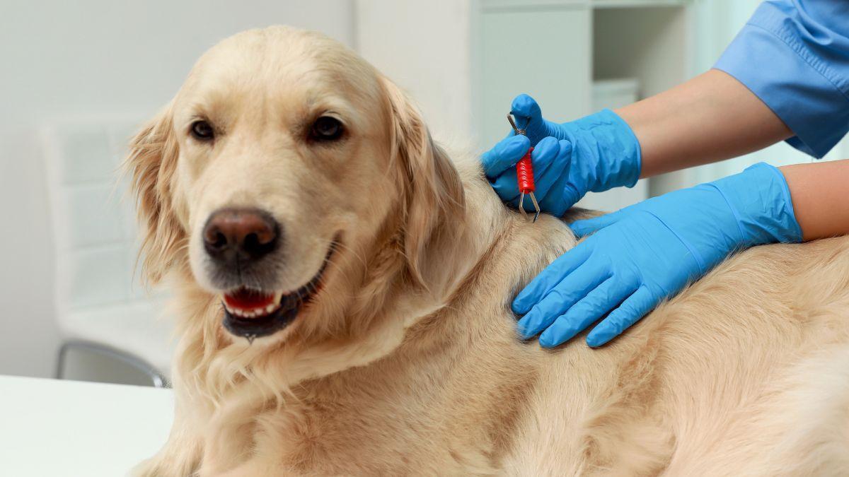 Un perro en una clínica veterinaria