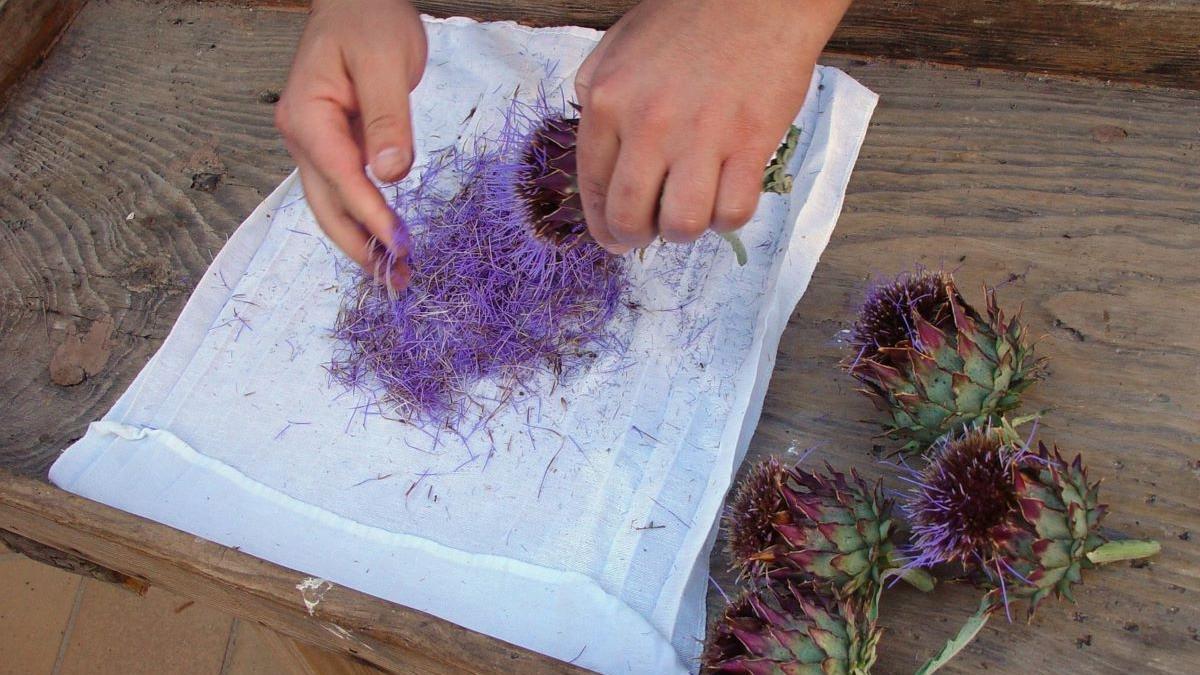 Cynara cardunculus que se utiliza en la elaboración de la Torta del Casar.