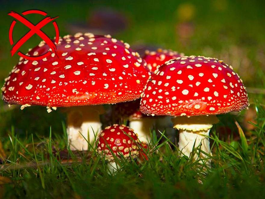 02-Amanita muscaria.jpg
