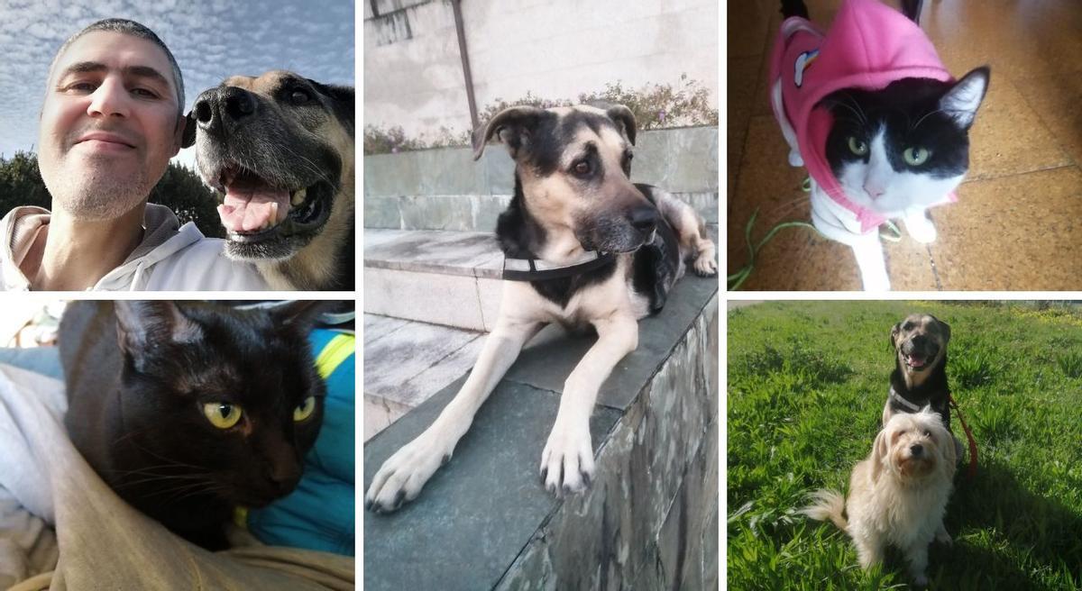Gonzalo con Yeiko, que también aparece en la foto central y en la última, junto a la perrita 'Chispa'. Abajo a la izquierda está la gata 'Satanasa', y arriba a la derecha, 'Gatiño malo'.