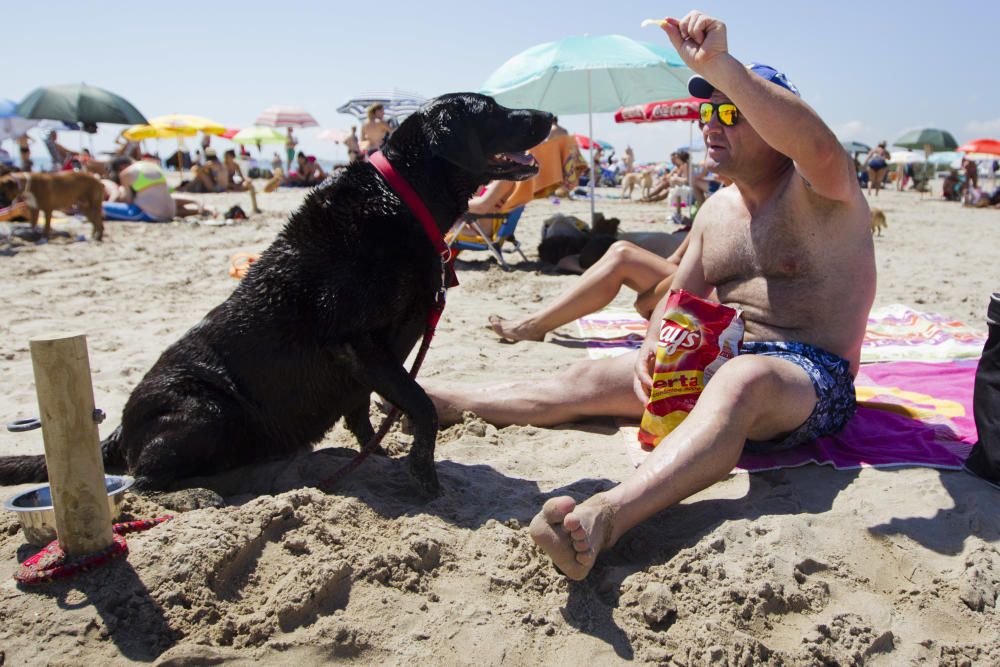 La playa para perros de Pinedo, a reventar