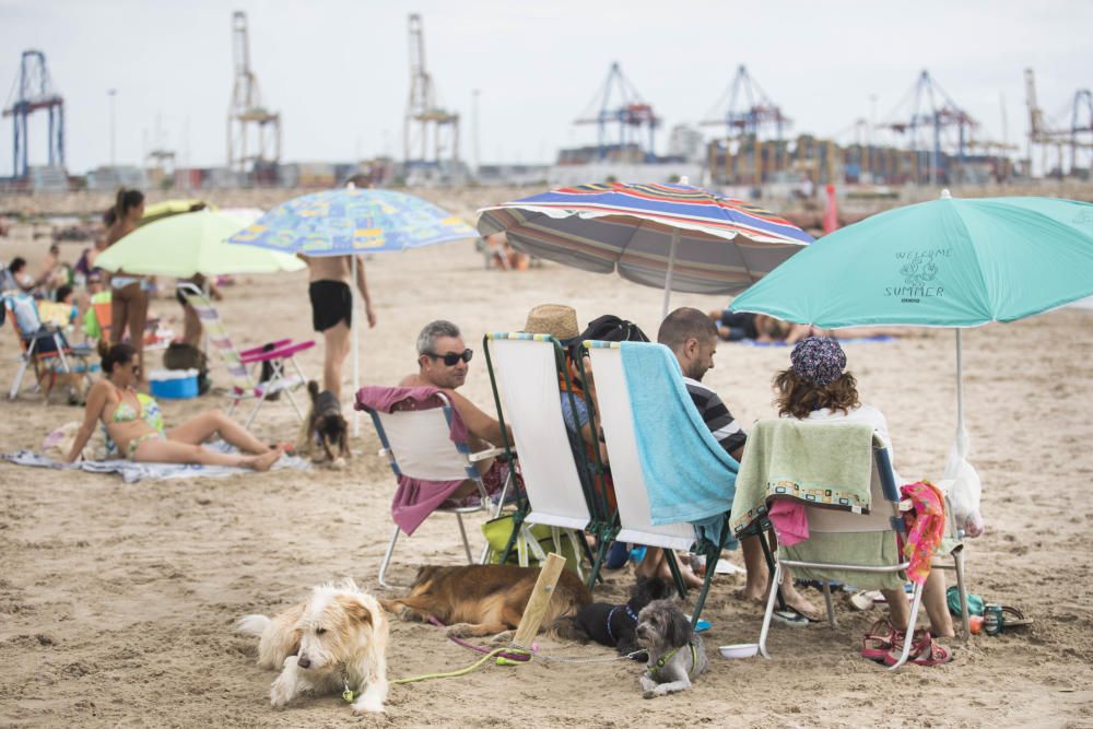 Ambiente en la playa para perros de Pinedo