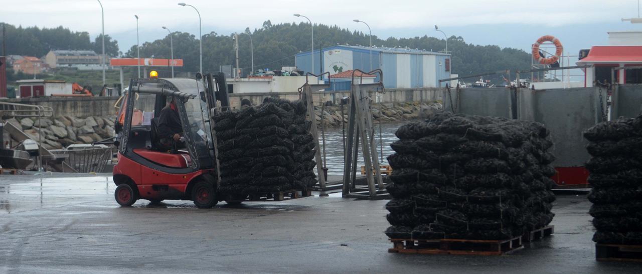 Descargas de mejillón en A Illa de Arousa.