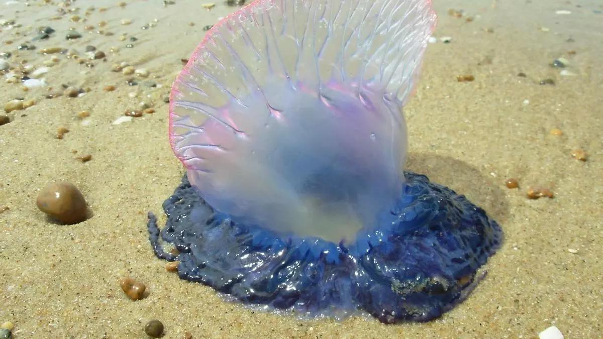 La carabela portuguesa se aproxima a las aguas alicantinas