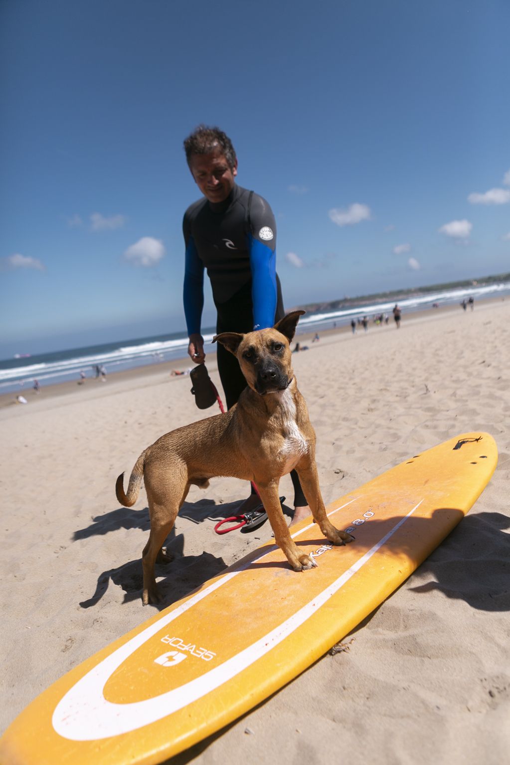 En imágenes: así fue el campeonato de surf para perros en Salinas