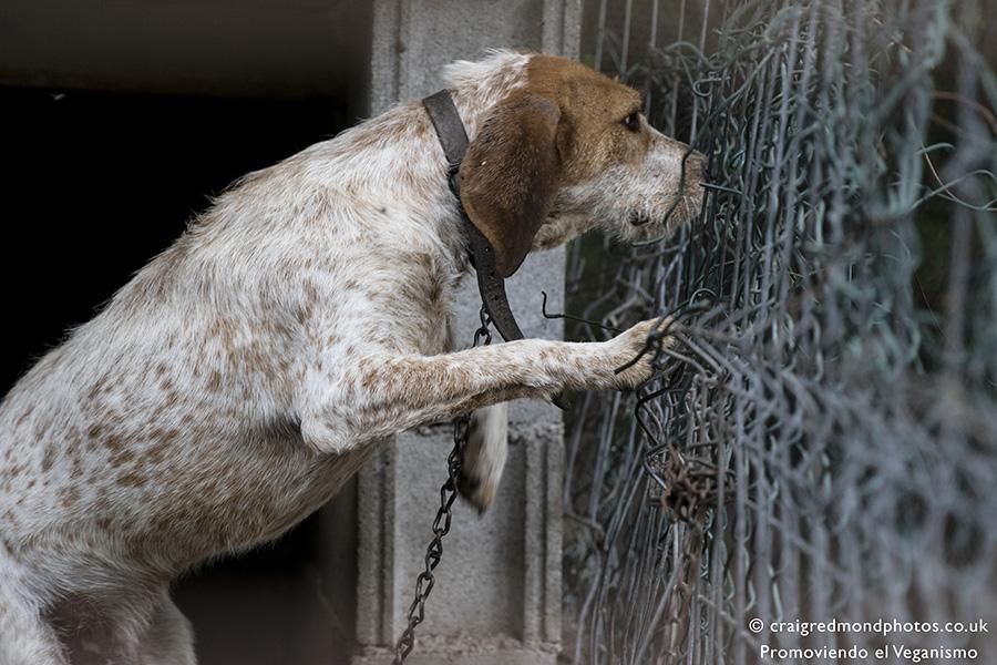 La asociación Promoviendo el Veganismo denuncia casos de maltrato a perros de caza en el Pirineo