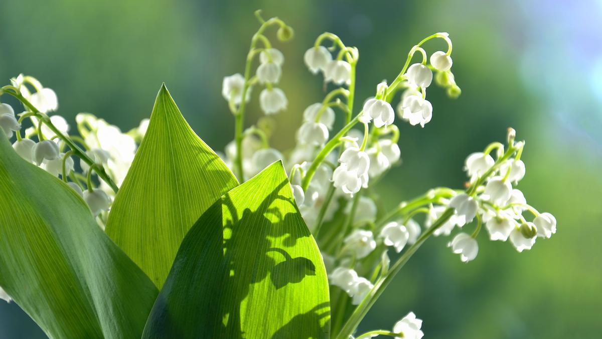 Las flores del lirio de los valles son muy fragantes