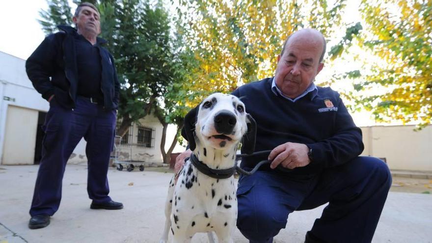 La ley de &#039;sacrificio cero&#039; de animales en la Región se queda en papel mojado