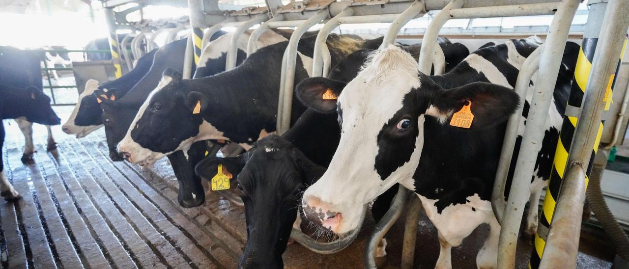 Los ganaderos empezaron a desprenderse de cabezas de vacuno de leche y de desvieje y ahora se desprenden también de las de campo.