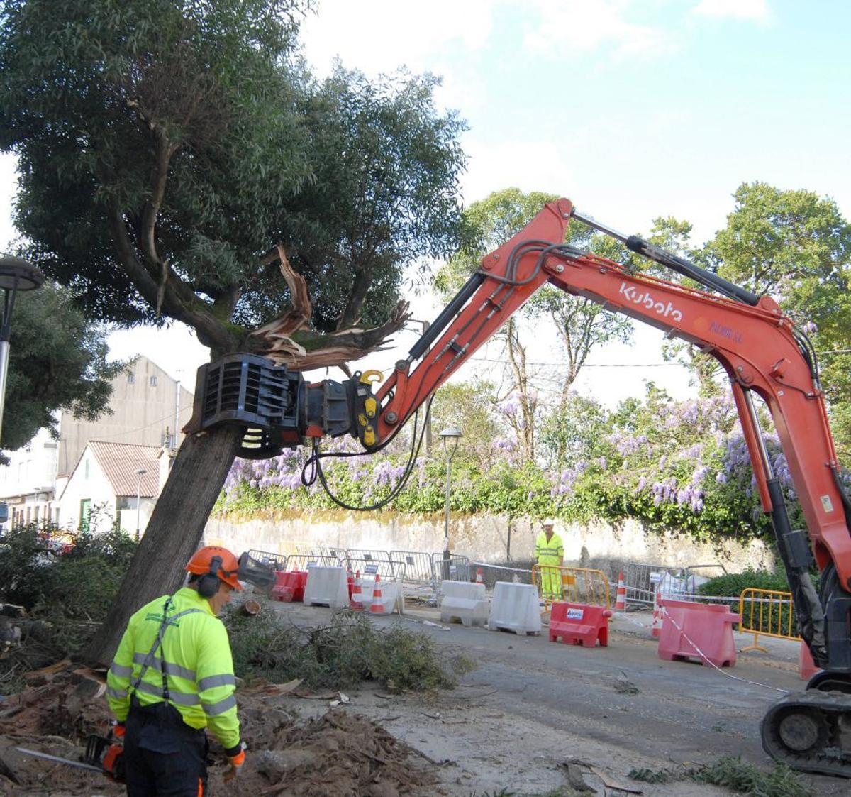 Retirada de unos de los ejemplares. | BERNABÉ/JAVIER LALÍN