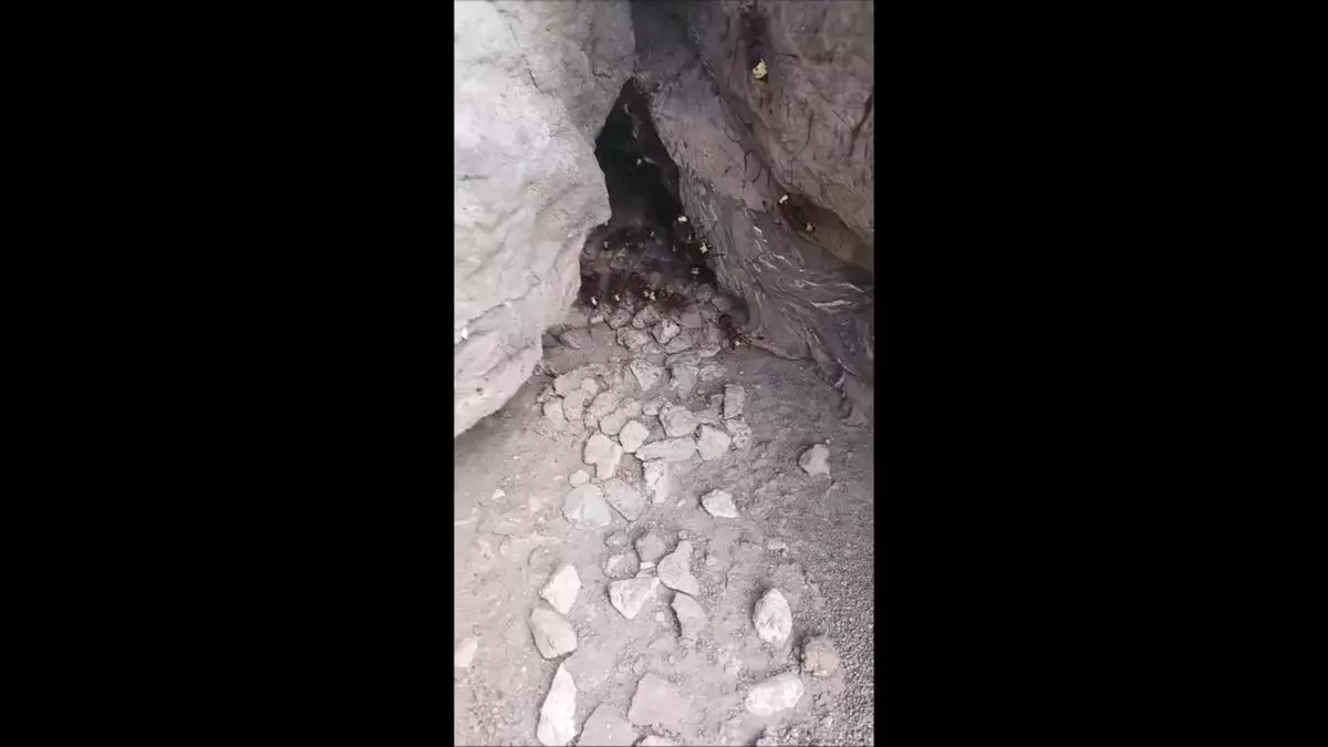 El devastador avispón oriental se instala en la Región y amenaza colmenares y ecosistemas