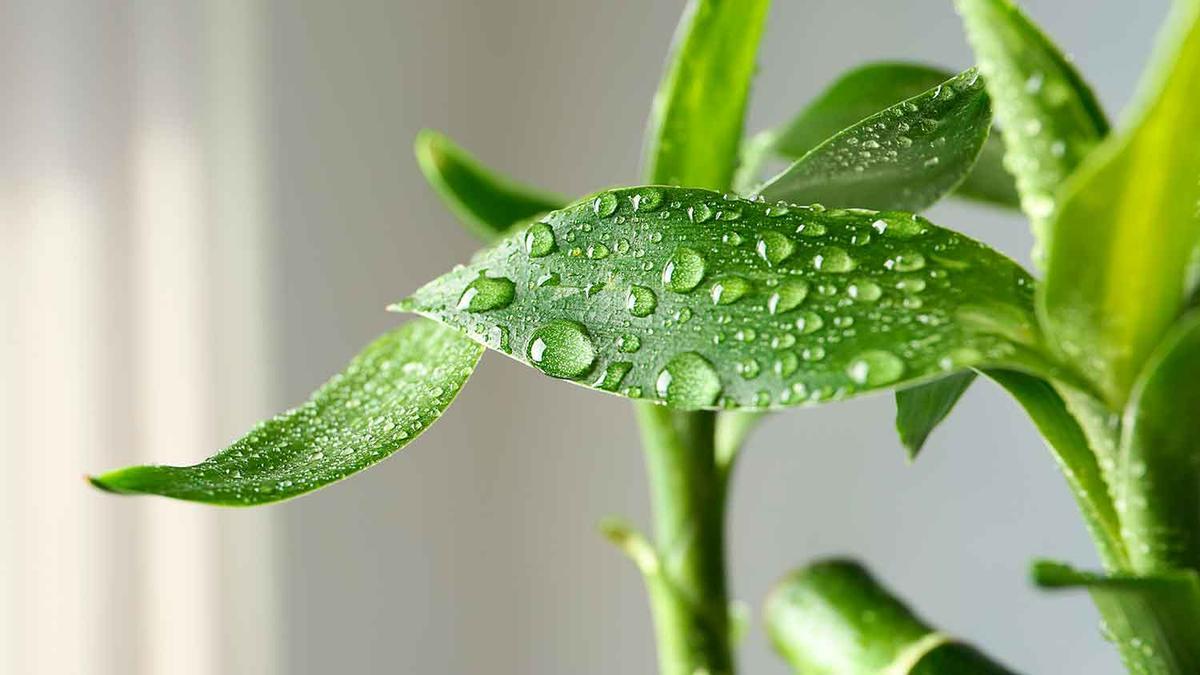 Adiós a la humedad tras secar la ropa dentro de casa: la planta decorativa que debes poner al lado para absorberla