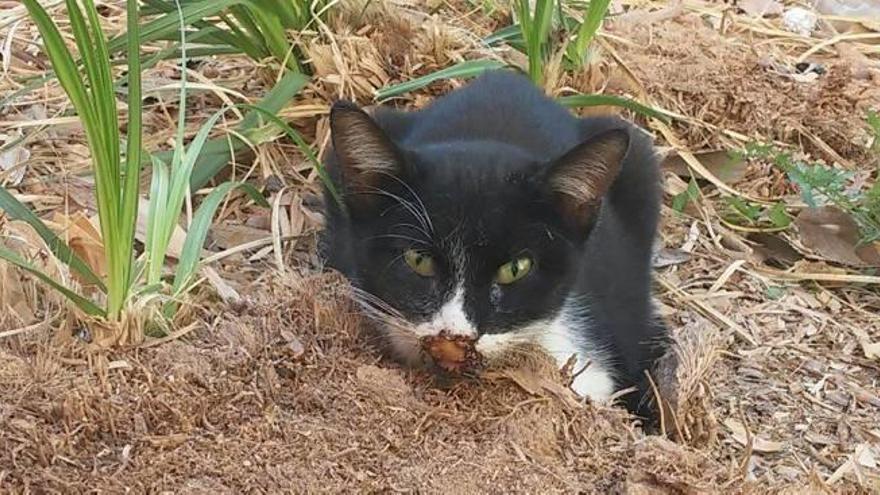 La Policía Local investiga el envenenamiento  de una colonia de gatos en Fernando el Católico