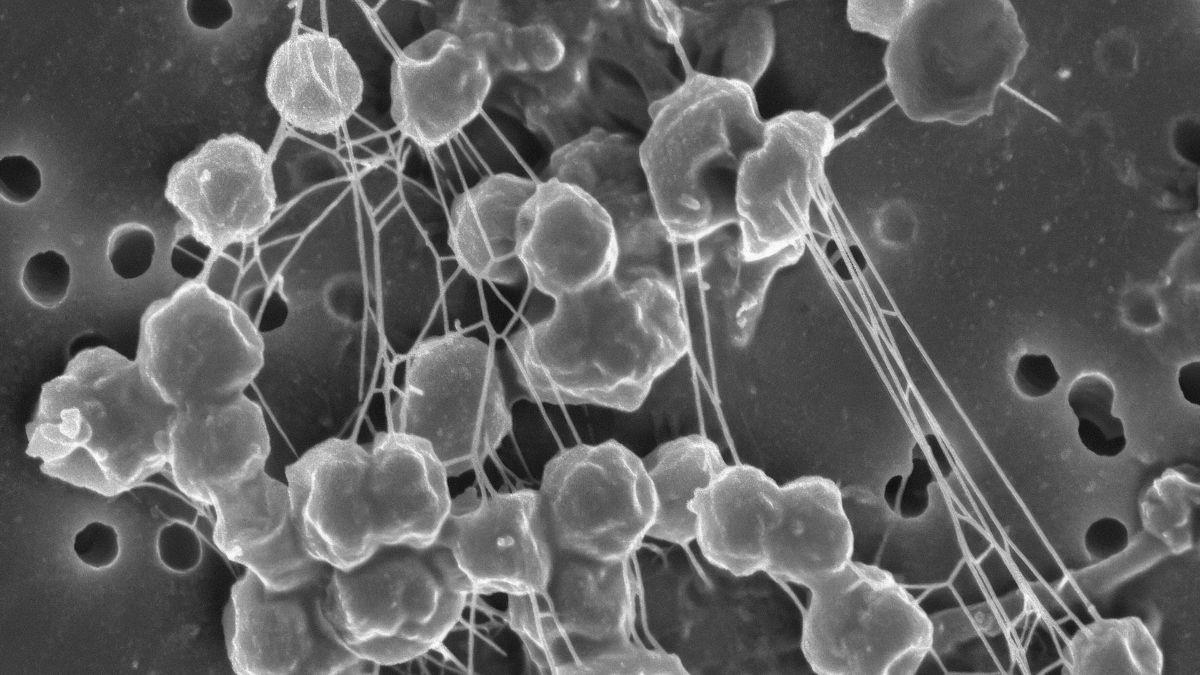 Los microbios más resistentes de la Tierra podrían ayudar a salvar el planeta y encontrar vida en otros mundos.