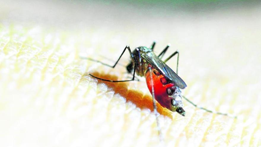 7 cuestiones sobre el virus Zika