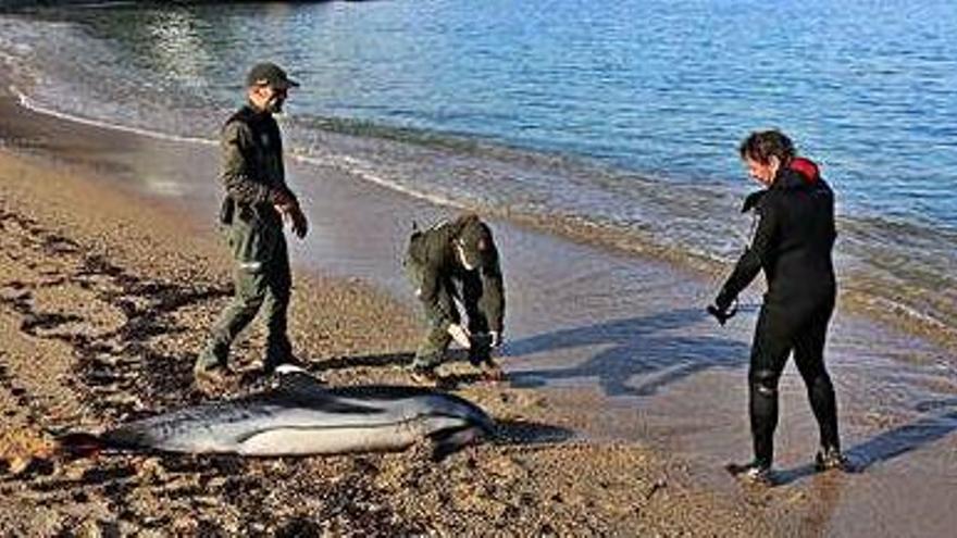 Retiren el dofí trobat mort a l&#039;Escala