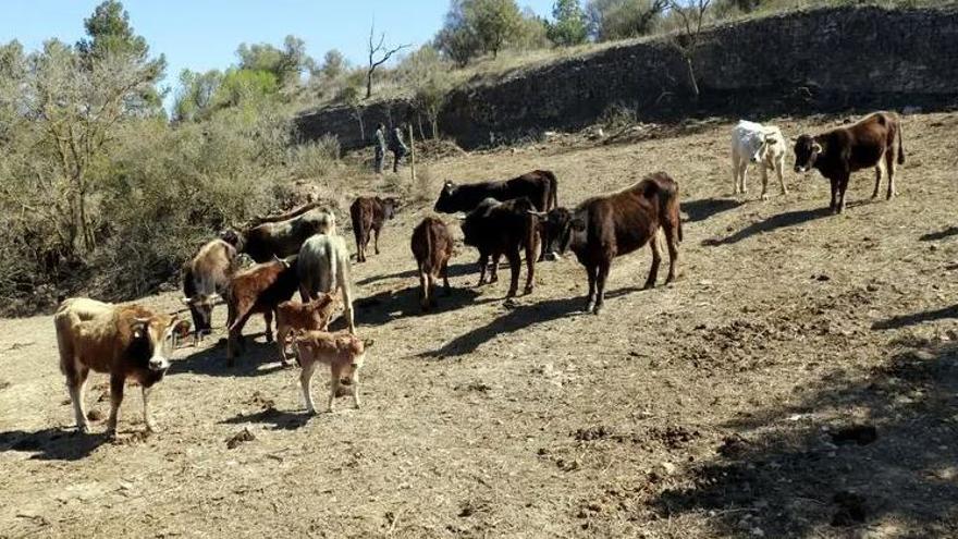 Vaquers del Corb, un nou projecte per recuperar la ramaderia i cria extensiva de vaques de l&#039;Albera als boscos de la vall del Corb