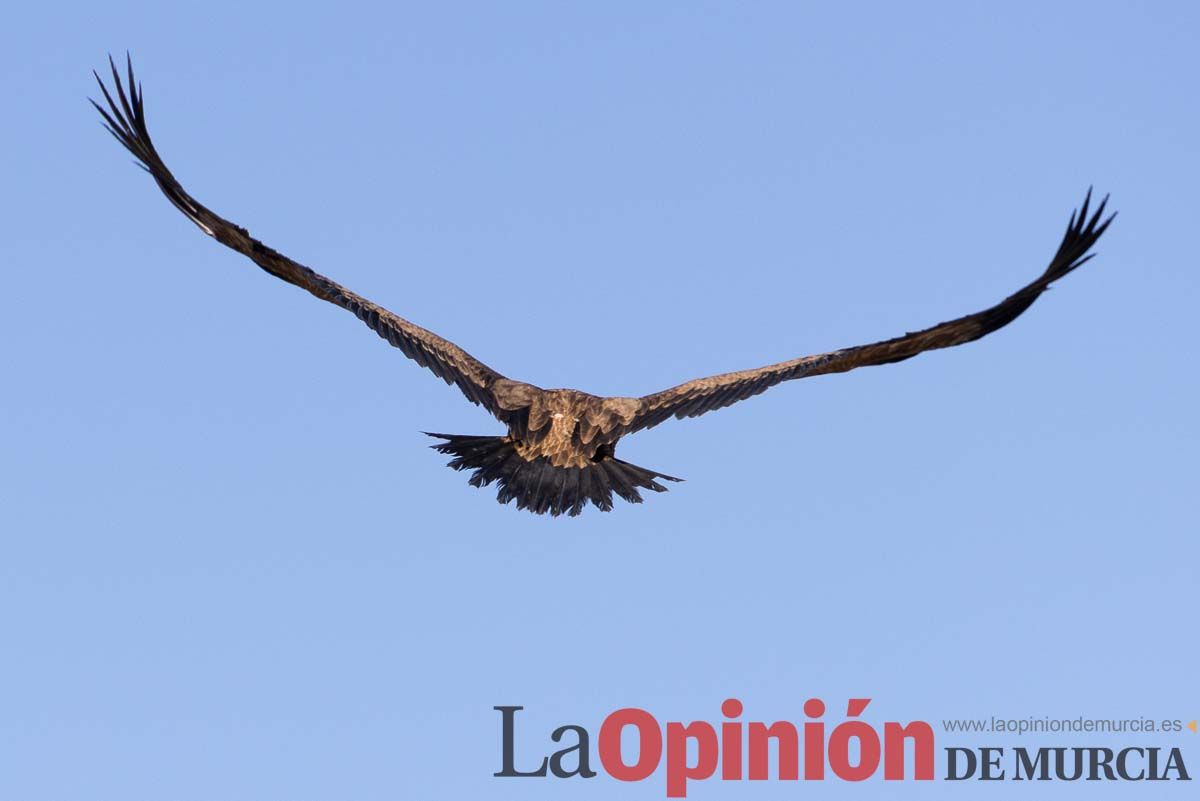 Suelta de dos buitres leonados en la Sierra de Mojantes en Caravaca