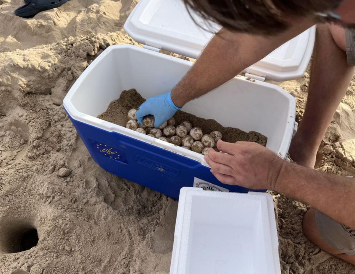Es registren 142 ous de tortugues en menys de 48 hores en dues platges de la C. Valenciana