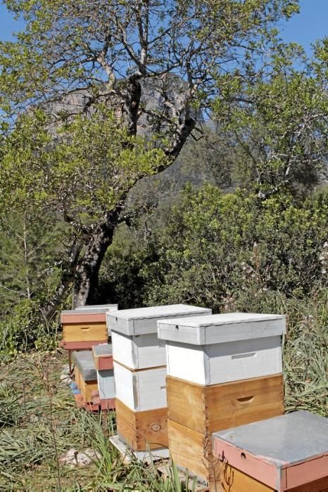 Pau Ixent Queralt und Biel Coll sind die einzigen Züchter von Bienenköniginnen auf der Insel. Ein Besuch auf den Wiesen von Son Berga bei Alaró