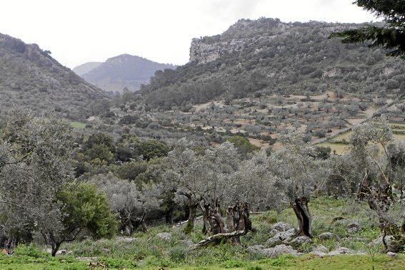 Wer auf Mallorca ein historisches Landgut erbt, hat mehr Scherereien als Vorteile. Die behutsame touristische Vermarktung könnte ein wenig Einnahmen garantieren - und vor allem Wertschätzung.