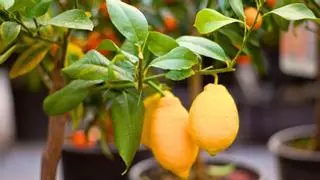 Los 3 árboles ideales para maceta que transforman tu terraza esta primavera (y sobreviven al verano en España)