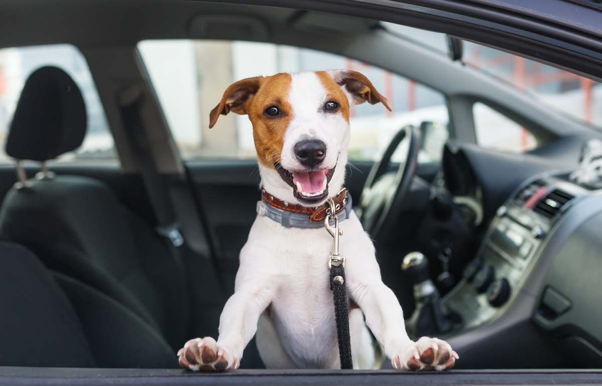 Perro en un coche