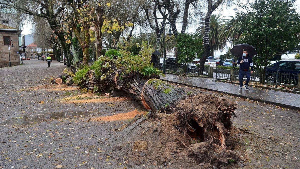 Árbol centenario que cayó en diciembre de 2020 en el Paseo da Calzada. |   // NOÉ PARGA