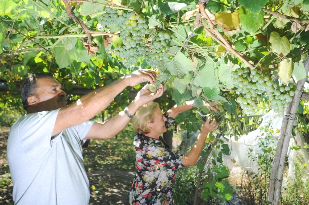 Primer fin de semana de vendimia en Rías Baixas