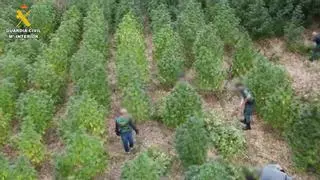 La Guardia Civil de Mérida descubre en una isleta del Guadiana una plantación de marihuana