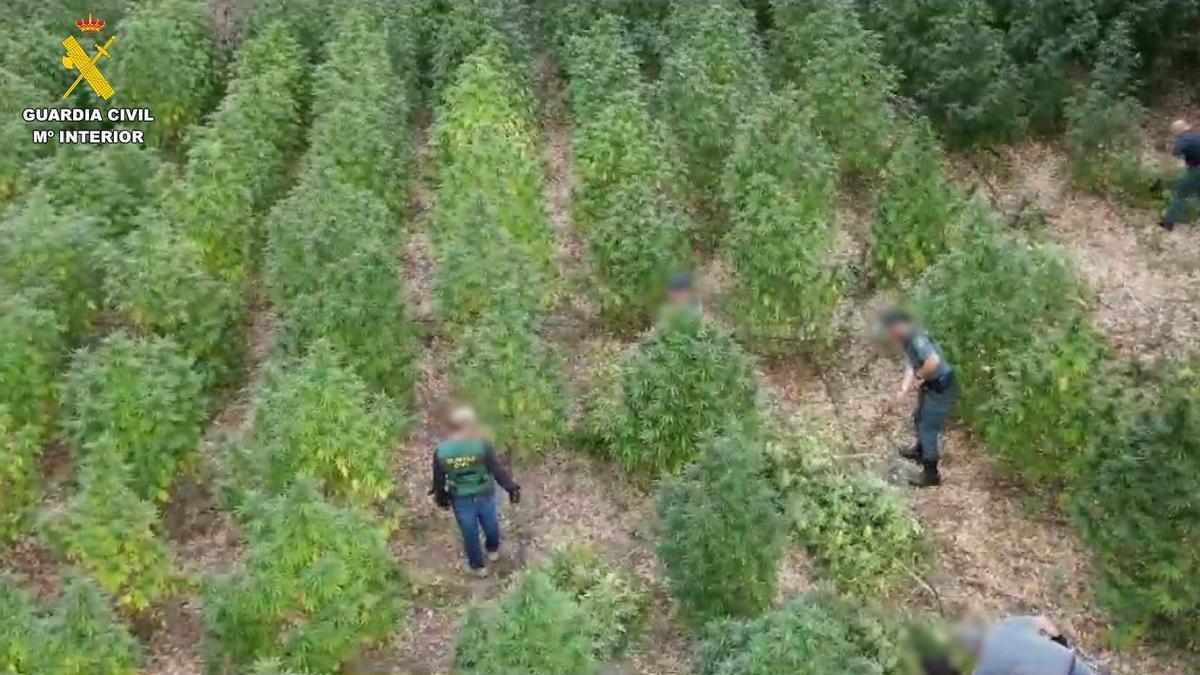 La Guardia Civil descubre en una isleta del Guadiana una plantación de marihuana
