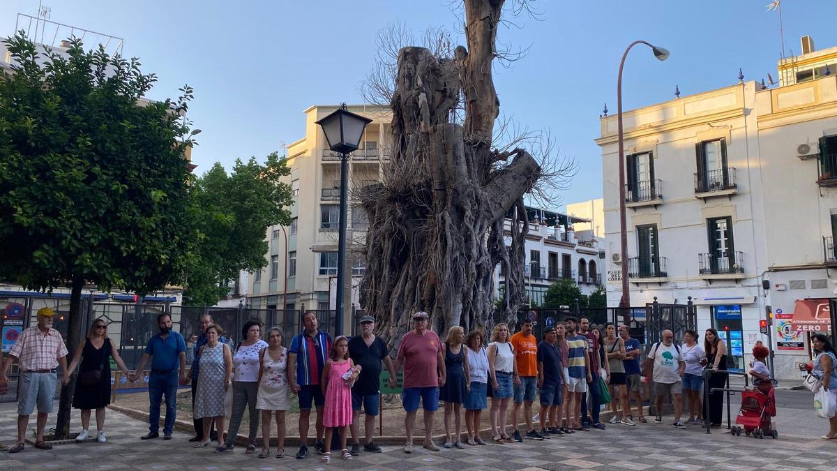 Miembros de la Plataforma en Defensa del Ficus de San Jacinto rodean al árbol.