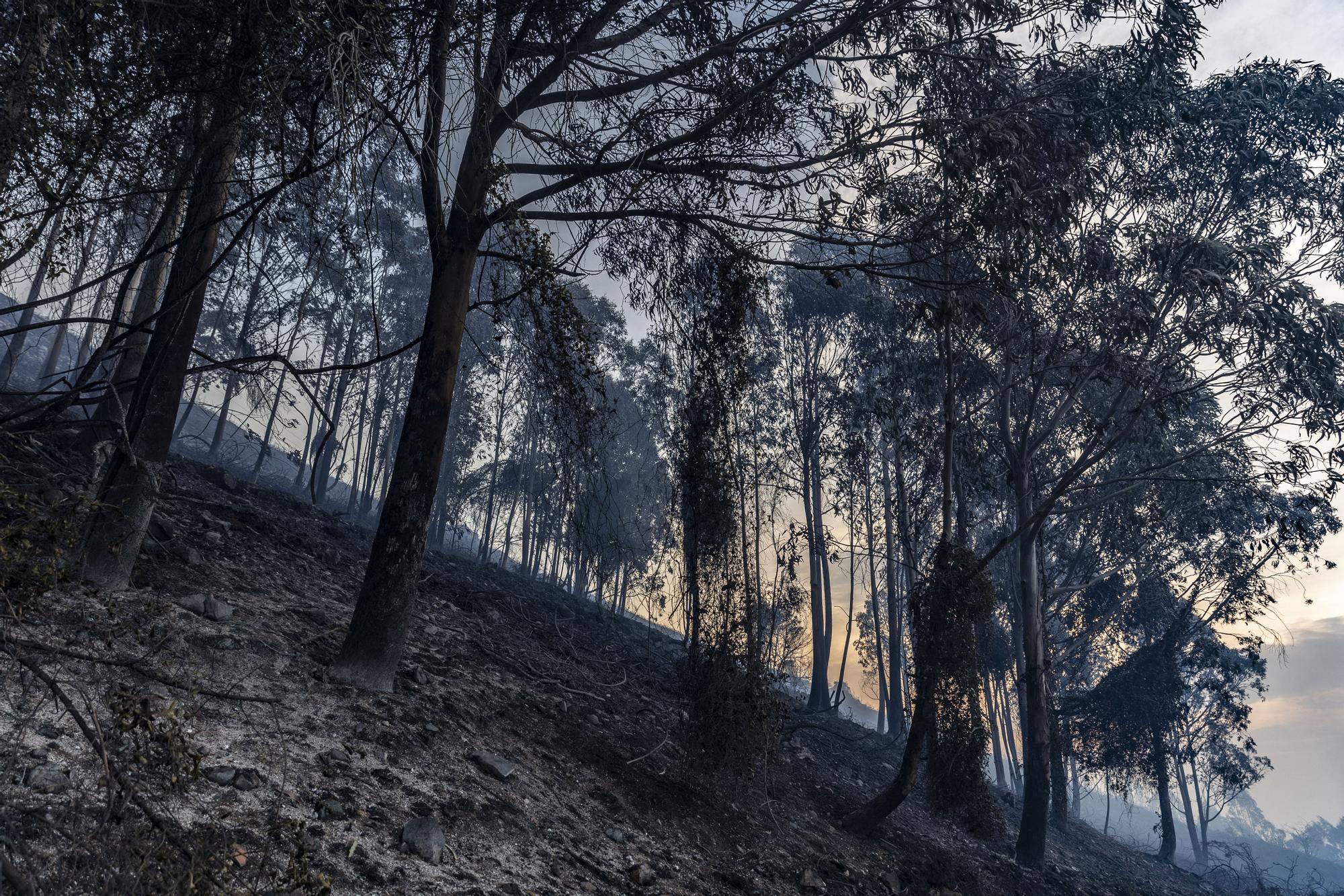 Los bomberos trabajan en el monte Naranco contra las llamas