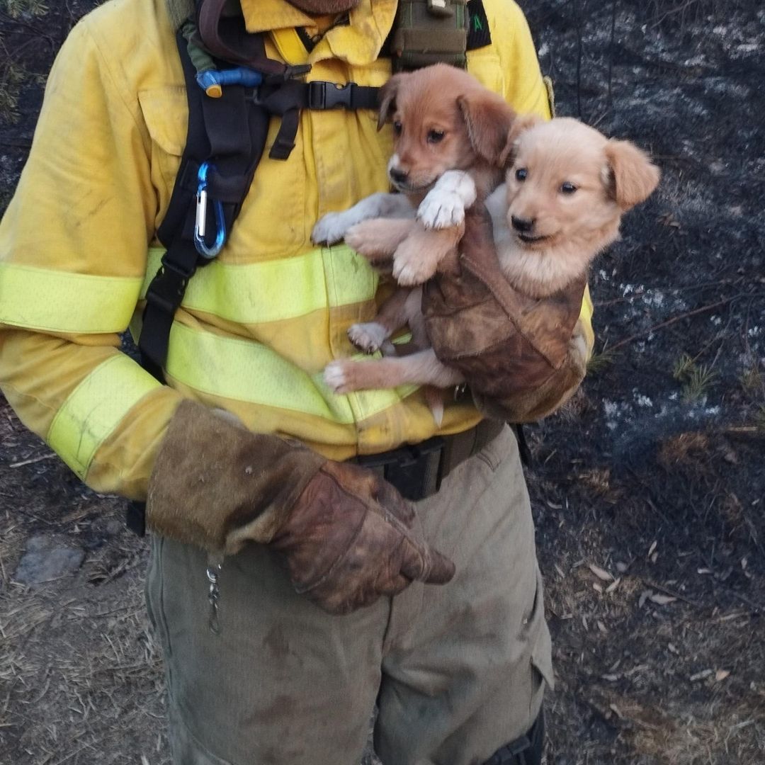 They save two puppies from burning to death in the Tenerife fire