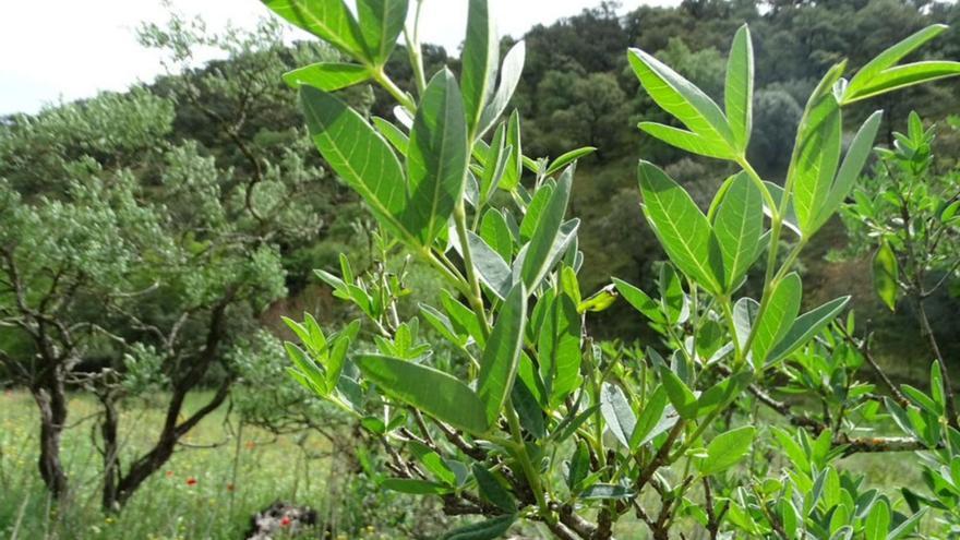 Caducifolia de verano