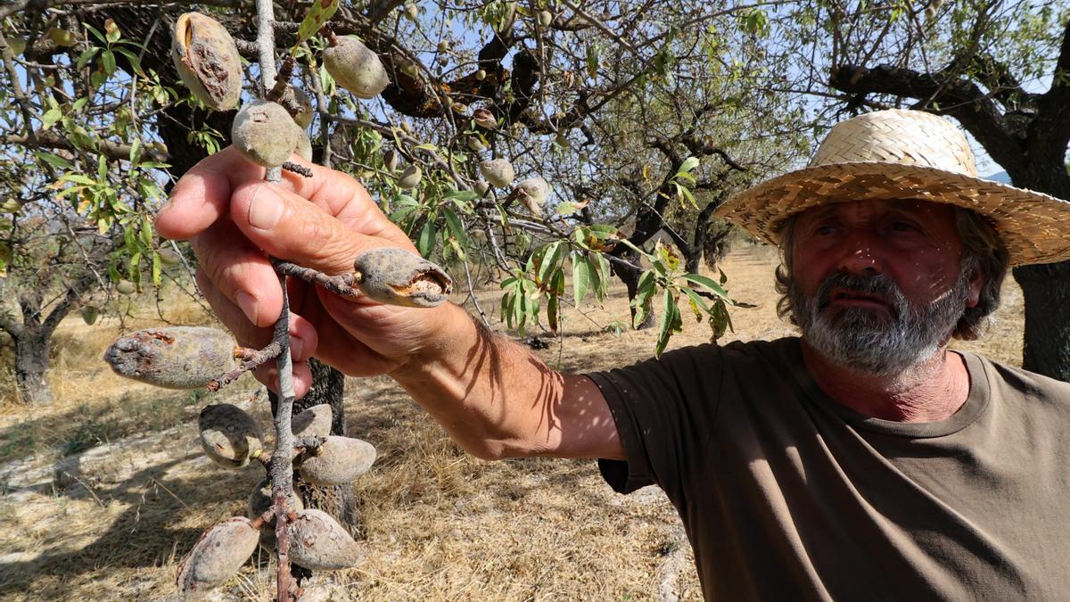 Almendras dañadas por los hongos y la sequía en la comarca de El Comtat, donde también ha hecho estragos la xylella.