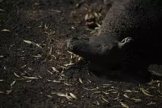 Un muerto y miles de hectáreas perdidas por incendios en Australia