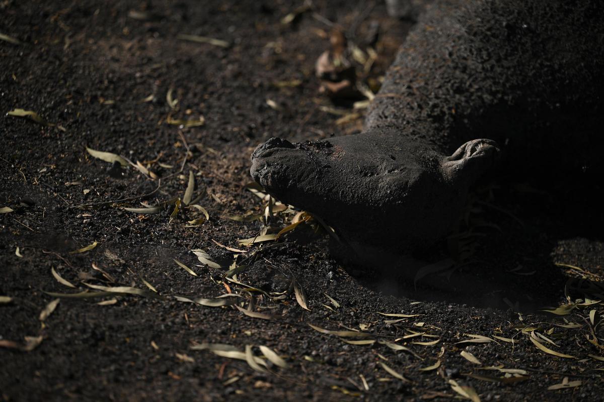 Un muerto y miles de hectáreas perdidas por incendios en Australia