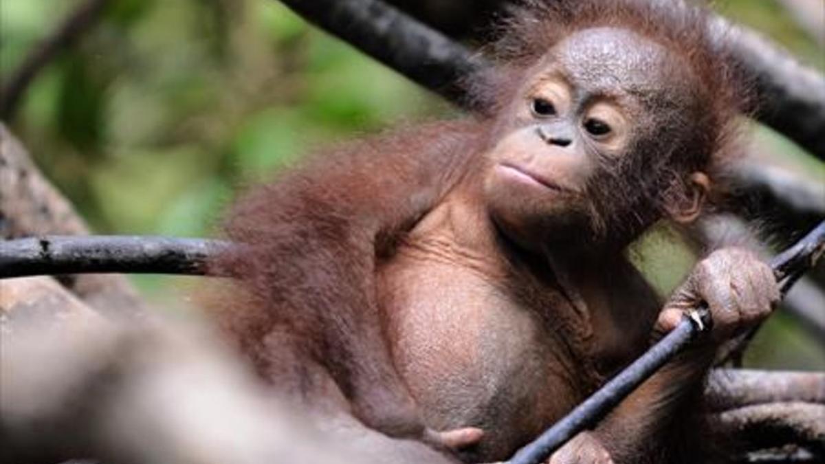 Huérfano 8 Una cría de orangután en un centro de fauna de Indonesia.