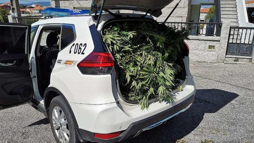 Las plantas de marihuana aprendidas y transportadas en el coche de la Guardia Civil. // FdV