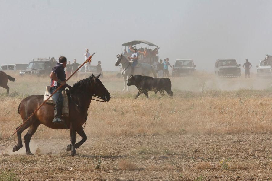 Fiestas en Zamora: Encierro en Villalpando