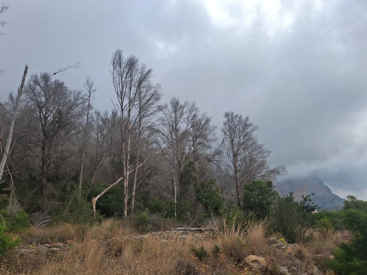 El bochorno abraza el Montgó: la ladera de Xàbia llegó el martes a 40º (imágenes)