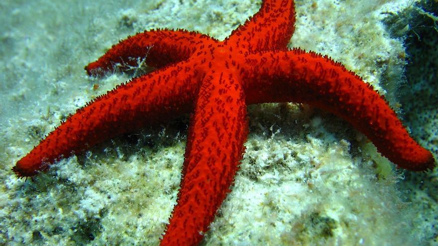 ¿Por qué no debemos tocar ni sacar del agua a las estrellas de mar?