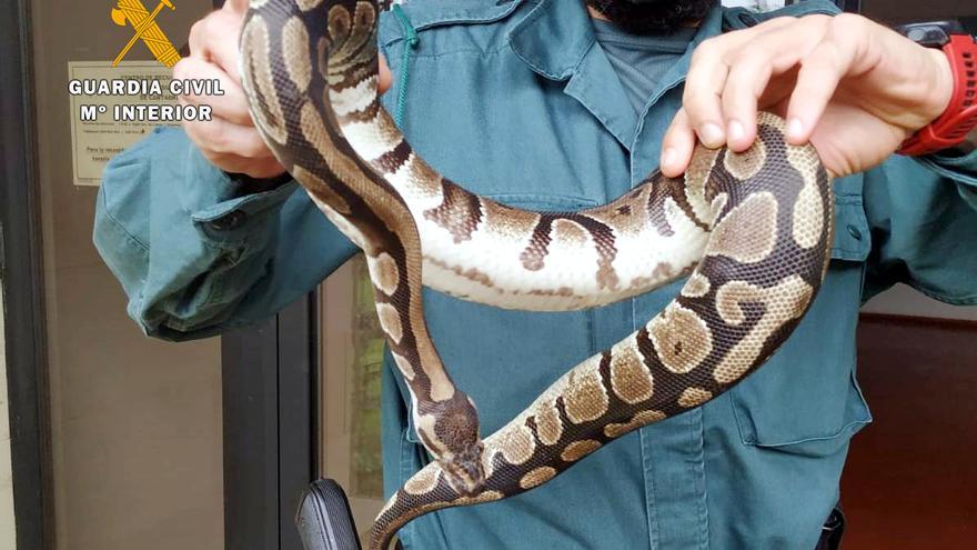 La serpiente pitón aparecida en Cantabria