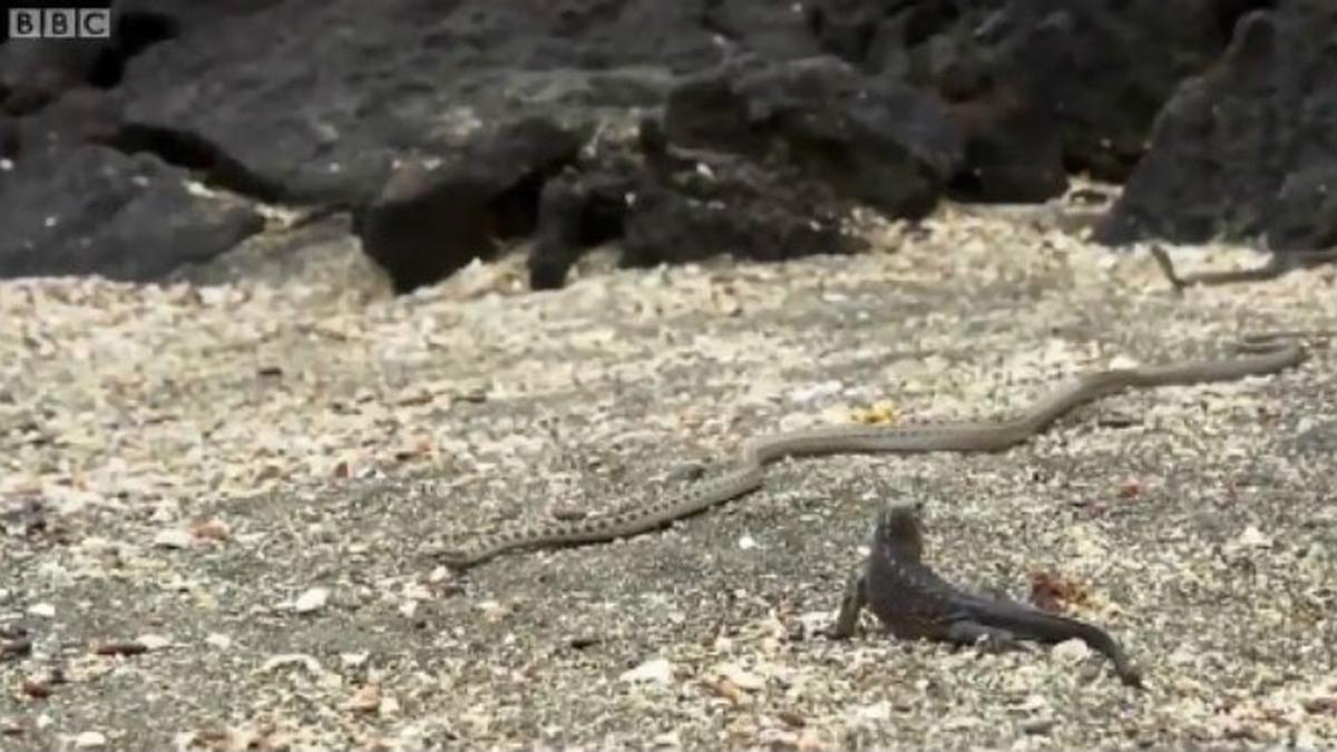 Un momento de la persecución a una iguana, en 'Planet Earth II', de la BBC.