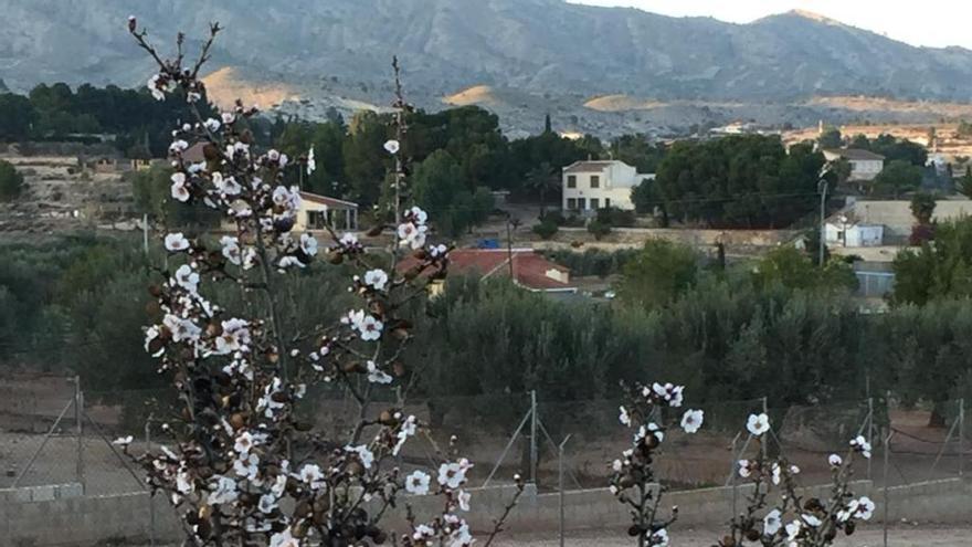 Uno de los almendros en flor