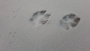 La fauna de La Palma s’aferra a la seva llar malgrat el volcà