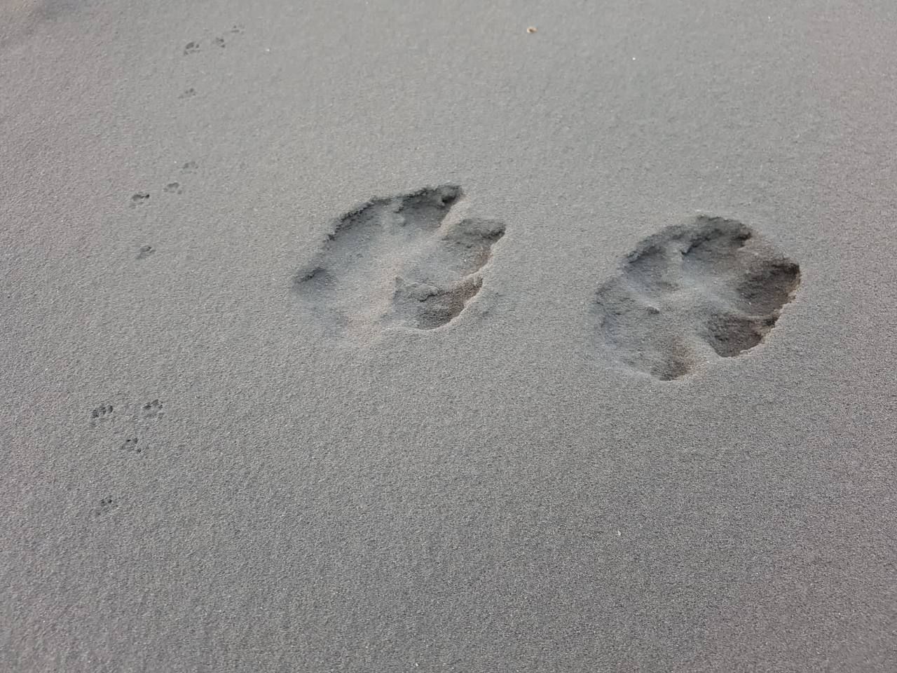 Huellas de animales en el volcán de La Palma