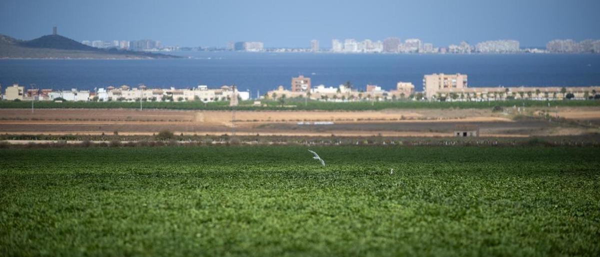 Fundación Ingenio y el Mar Menor